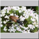 Pseudovadonia livida - Bockkaefer 05.jpg